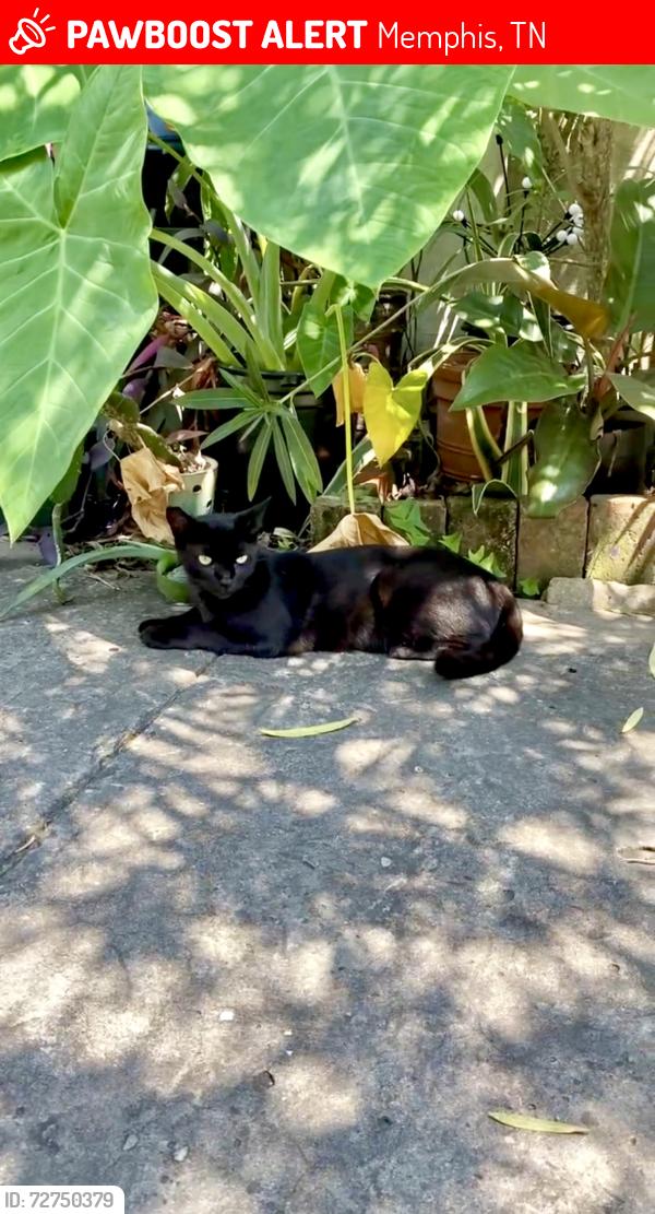 Lost Male Cat last seen Riverset apmts , Memphis, TN 38103