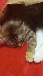 Lost Female Cat last seen Jenny lind, Fort Smith, AR 72901