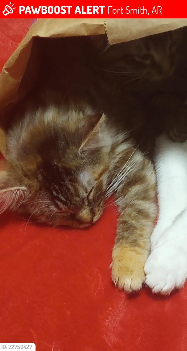 Lost Female Cat last seen Jenny lind, Fort Smith, AR 72901