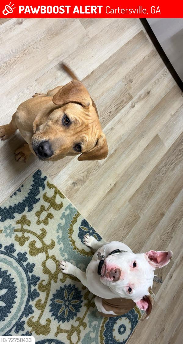 Lost Female Dog last seen Allatoona landing Marina , Cartersville, GA 30121