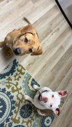 Lost Female Dog last seen Allatoona landing Marina , Cartersville, GA 30121