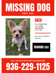 Lost Male Dog last seen Burke Texas , Burke, TX 75941