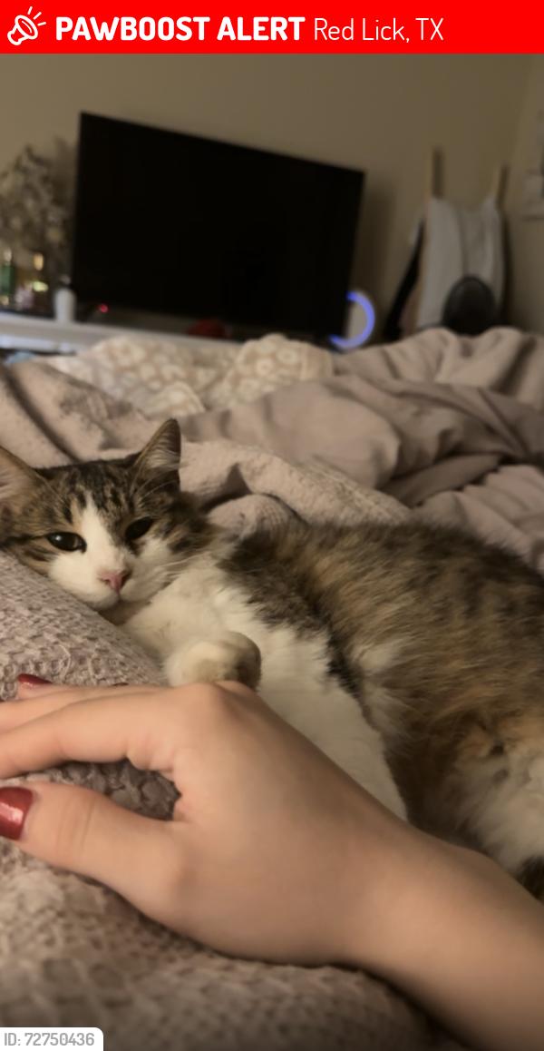 Lost Male Cat last seen Near FM2148, Red Lick, TX 75503