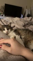 Lost Male Cat last seen Near FM2148, Red Lick, TX 75503