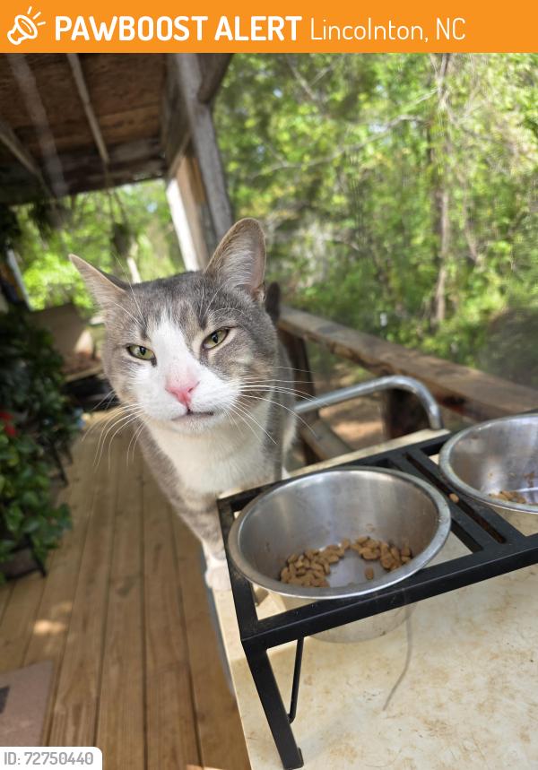 Found/Stray Male Cat last seen Burger King/main st, Lincolnton, NC 28092