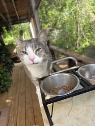 Found/Stray Male Cat last seen Burger King/main st, Lincolnton, NC 28092