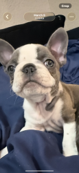 Lost Female Dog last seen Westview and University, Coral Springs, FL 33076