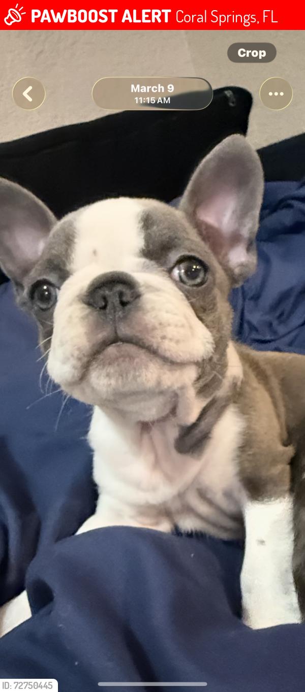 Lost Female Dog last seen Westview and University, Coral Springs, FL 33076