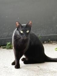 Lost Male Cat last seen Mt olive rd polk city, Polk City, FL 33868