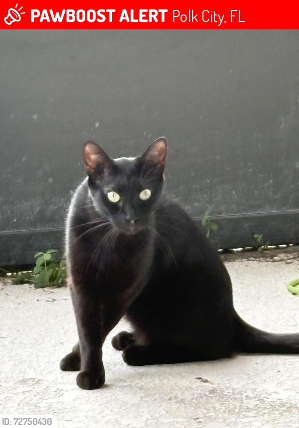Lost Male Cat last seen Mt olive rd polk city, Polk City, FL 33868