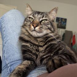Lost Male Cat last seen Tujunga and Oxnard, Los Angeles, CA 91601