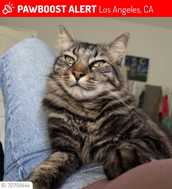 Lost Male Cat last seen Tujunga and Oxnard, Los Angeles, CA 91601