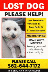 Lost Male Dog last seen Vena Ave & Terra Bella St / Laurel Canyon Blvd (Arleta area), Los Angeles, CA 91331