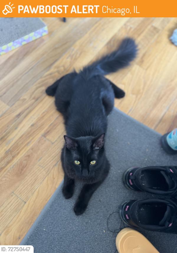 Found/Stray Male Cat last seen Granville and western, Chicago, IL 60659