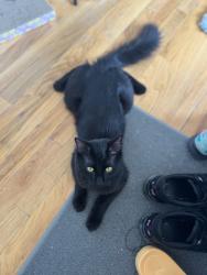 Found/Stray Male Cat last seen Granville and western, Chicago, IL 60659