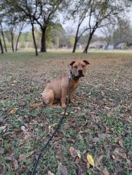 Lost Male Dog last seen Powderhorn rd , Fort Worth, TX 76116