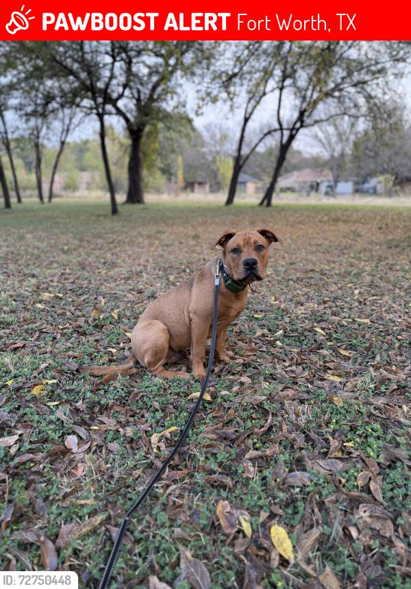 Lost Male Dog last seen Powderhorn rd , Fort Worth, TX 76116