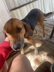 Found/Stray Male Dog last seen Tommy’s mini mart, Leland, NC 28451