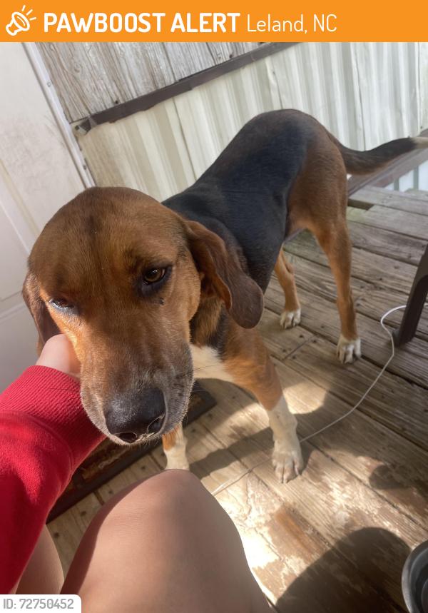 Found/Stray Male Dog last seen Tommy’s mini mart, Leland, NC 28451