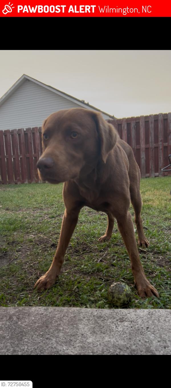 Lost Male Dog last seen White road, Wilmington, NC 28411