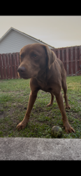 Lost Male Dog last seen White road, Wilmington, NC 28411