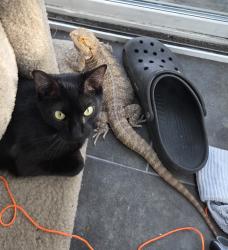Lost Female Reptile last seen Robindale Dr. and Beavercreek Circle, Cincinnati, OH 45241