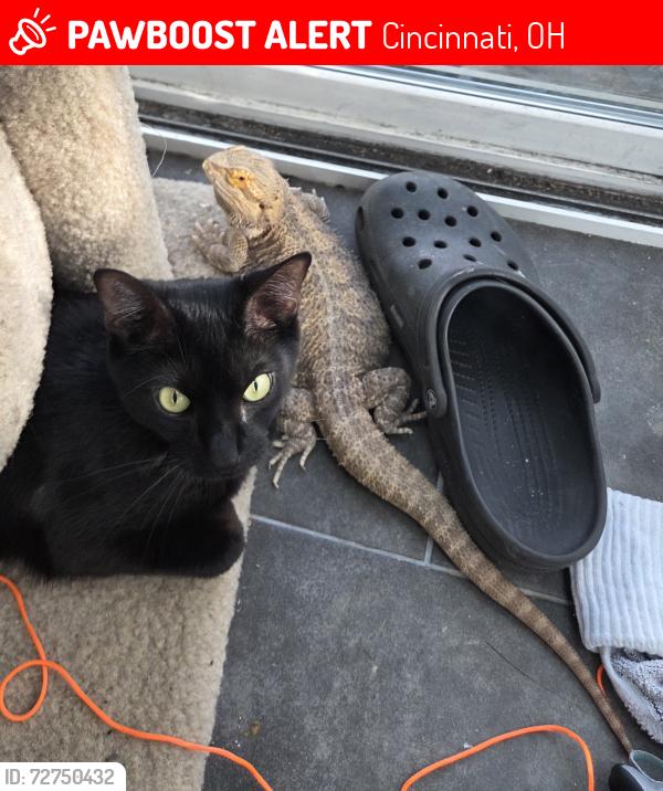 Lost Female Reptile last seen Robindale Dr. and Beavercreek Circle, Cincinnati, OH 45241