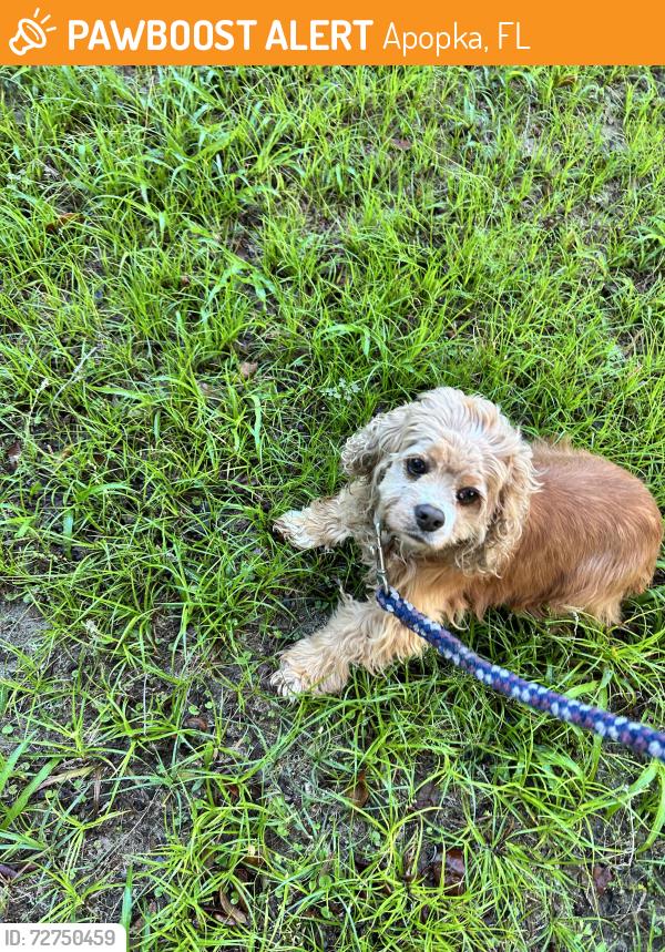 Found/Stray Female Dog last seen Plymouth Sorrento Rd, Apopka, FL 32712