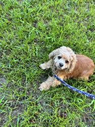 Found/Stray Female Dog last seen Plymouth Sorrento Rd, Apopka, FL 32712
