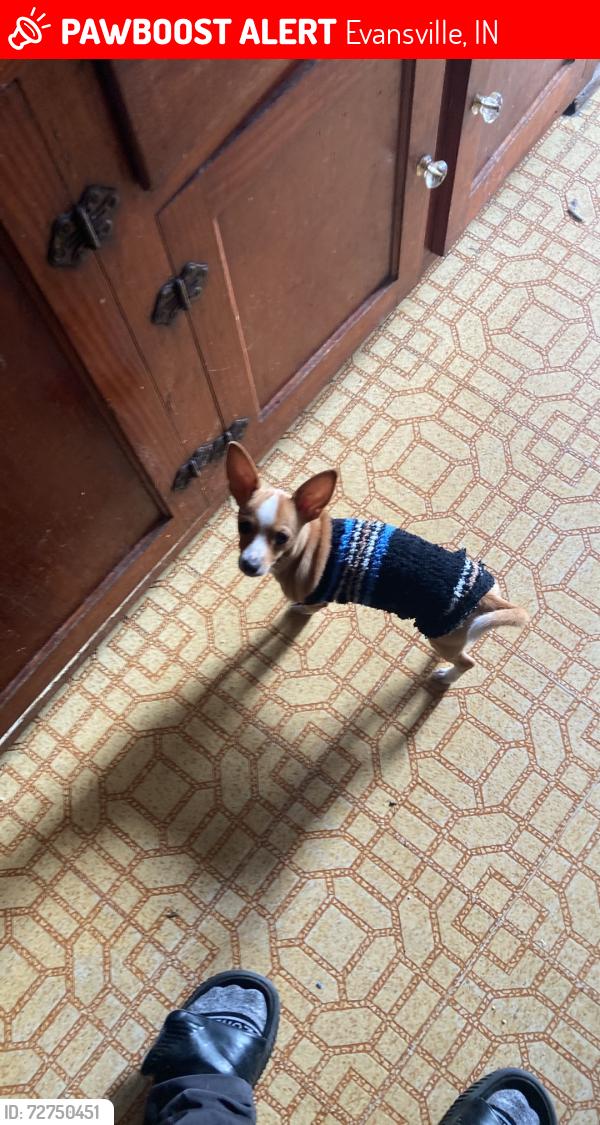 Lost Female Dog last seen Oakhill and maryland st next to  The Tax Man business. , Evansville, IN 47711