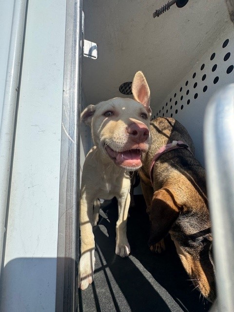 Shelter Stray Female Dog last seen CHESTER AVE / W COLUMBUS ST, BAKERSFIELD CA, Bakersfield, CA 93307