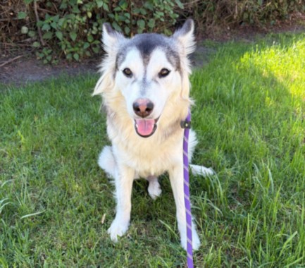 Shelter Stray Female Dog last seen , San Pedro, CA 90731