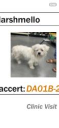 Lost Male Dog last seen County Rd 2277, Quinlan, TX 75474