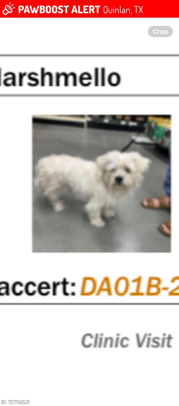Lost Male Dog last seen County Rd 2277, Quinlan, TX 75474