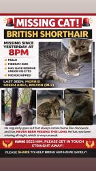 Lost Male Cat last seen Bolton, Austin, TX 78757