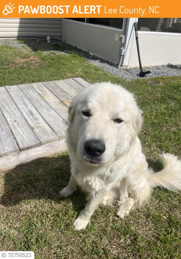 Found/Stray Unknown Dog last seen Edward’s road, Lee County, NC 27332