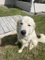 Found/Stray Unknown Dog last seen Edward’s road, Lee County, NC 27332