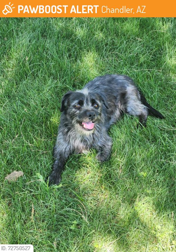 Found/Stray Male Dog last seen pecos and cooper, Chandler, AZ 85286