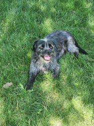 Found/Stray Male Dog last seen pecos and cooper, Chandler, AZ 85286