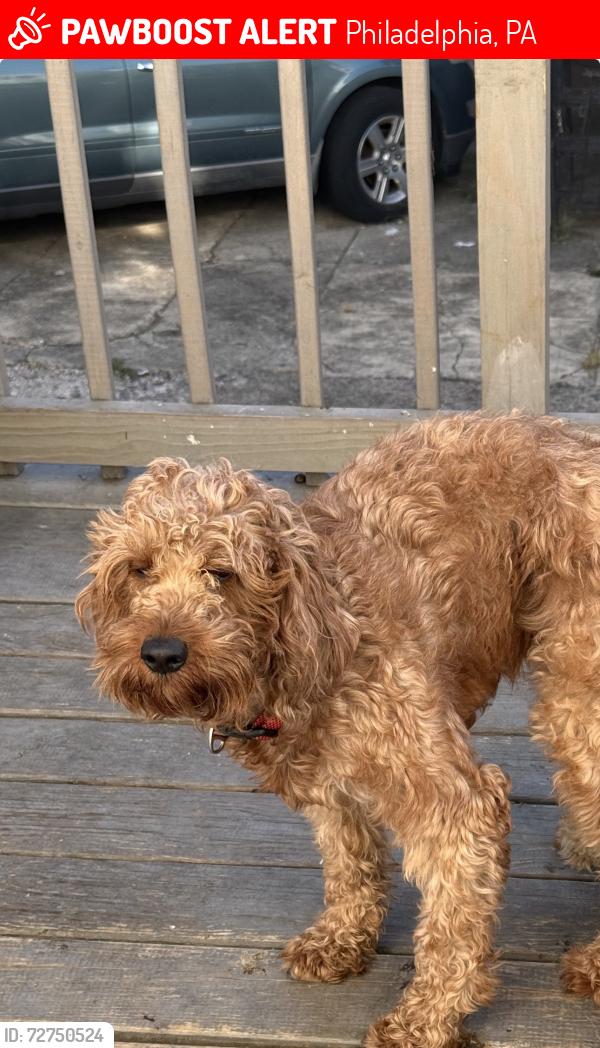 Lost Male Dog last seen 24th & Morris street, Philadelphia, PA 19145