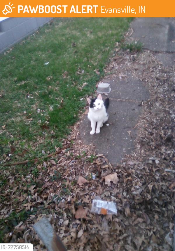 Found/Stray Male Cat last seen President's Neighborhood, on Monroe Avenue between Lodge and Rotherwood., Evansville, IN 47714