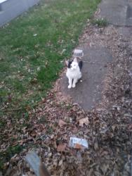 Found/Stray Male Cat last seen President's Neighborhood, on Monroe Avenue between Lodge and Rotherwood., Evansville, IN 47714