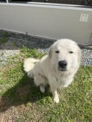 Found/Stray Unknown Dog last seen Edwards, Lee County, NC 27332