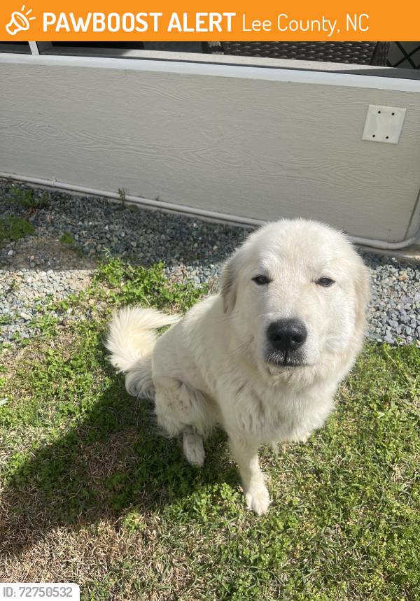 Found/Stray Unknown Dog last seen Edwards, Lee County, NC 27332
