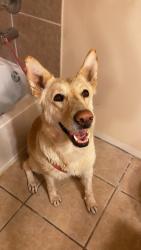 Lost Female Dog last seen Sparks and Horizon blvd, Socorro, TX 79927