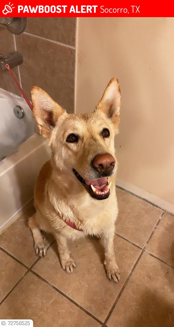 Lost Female Dog last seen Sparks and Horizon blvd, Socorro, TX 79927
