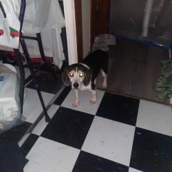 Found/Stray Male Dog last seen rt 10 Cogbill rd, Richmond, VA 23234