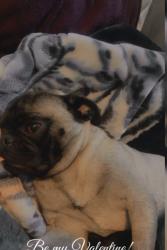 Lost Female Dog last seen The bus stop on Boston Street and 12th, Aurora, CO 80010
