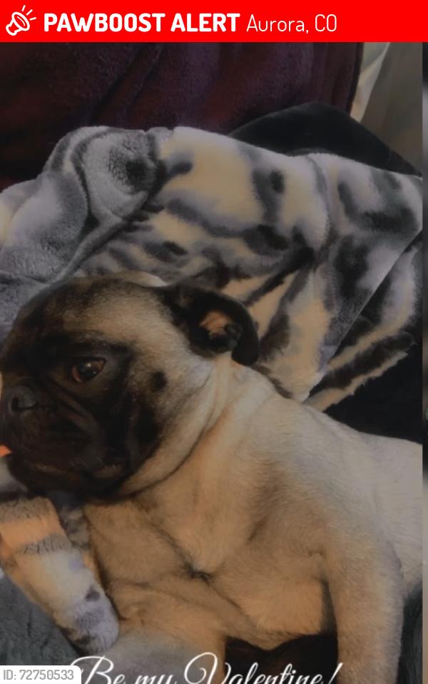 Lost Female Dog last seen The bus stop on Boston Street and 12th, Aurora, CO 80010