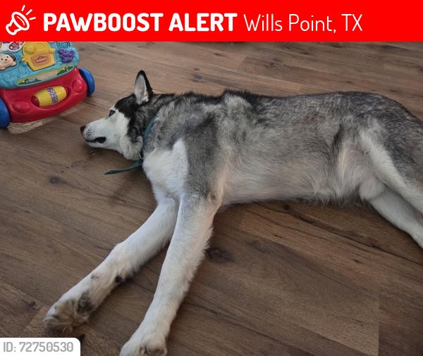 Lost Male Dog last seen Near and 3707, Wills Point, TX 75169